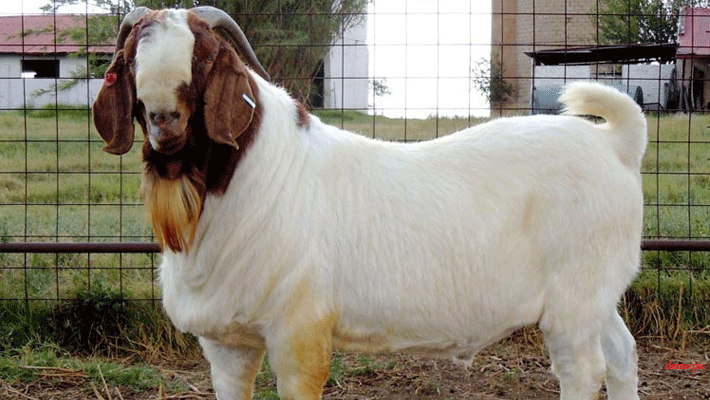 goat fir registered in durg district police station goat fir registered in durg district police station