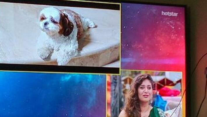 bigboss final show sherin feel for her dog bigboss final show sherin feel for her dog