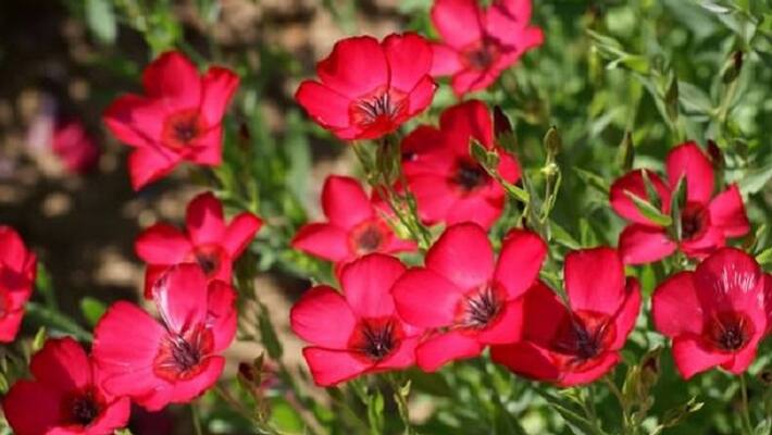 small plants spreds basavanna teaching small plants spreds basavanna teaching