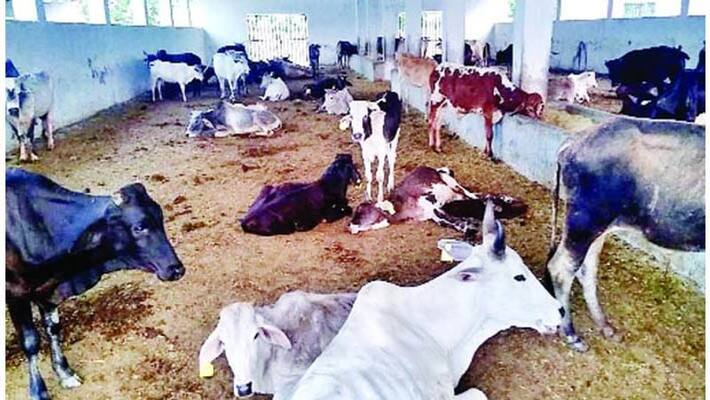 Lack of Fodder Due to Untimely Rain in Uttara Kannada grg Lack of Fodder Due to Untimely Rain in Uttara Kannada grg