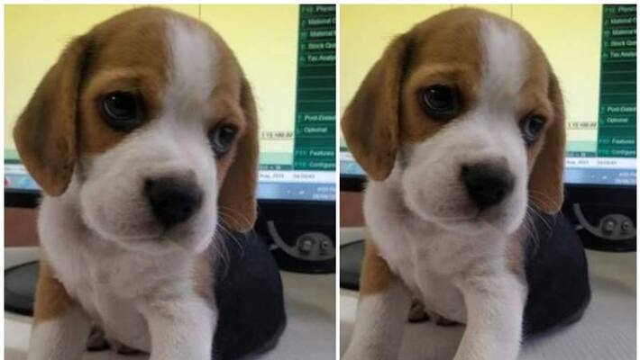 zomato delivery boy walks off with customers pet dog zomato delivery boy walks off with customers pet dog