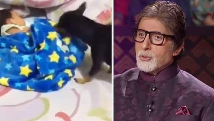 Amitabh bachchan Shared A video he get shocked when see A dog wrapping child Amitabh bachchan Shared A video he get shocked when see A dog wrapping child