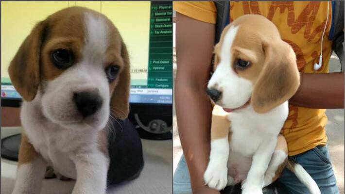 Zomato food delivery boy is accused in dog kidnapping Zomato food delivery boy is accused in dog kidnapping
