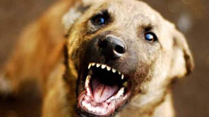 Mad Dog Bite in People in Koppal Mad Dog Bite in People in Koppal