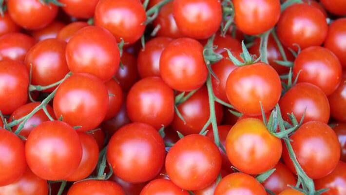 tomatoes LactoLycopene sperm quality male fertility tomatoes LactoLycopene sperm quality male fertility