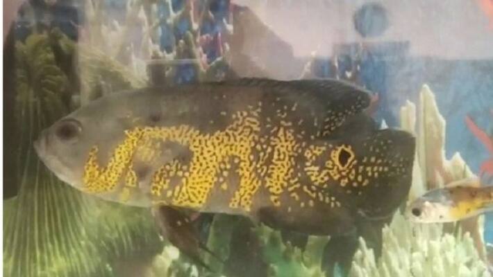 The fish was brought for decoration, when it grew up, 'Allah' written on the stomach The fish was brought for decoration, when it grew up, 'Allah' written on the stomach