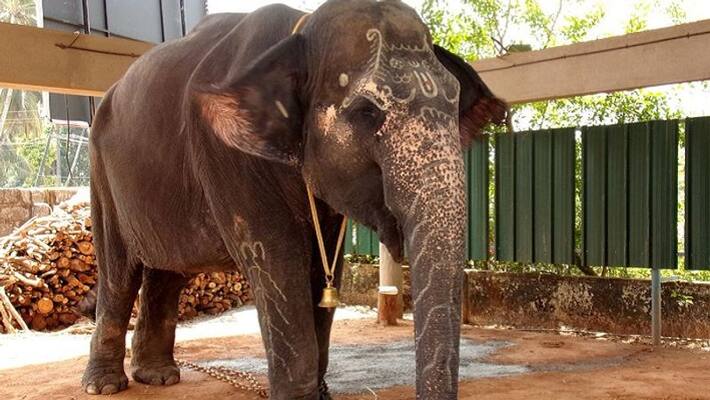 Subadhre elephant sent to tunga river bank for Instinctive breeding Subadhre elephant sent to tunga river bank for Instinctive breeding