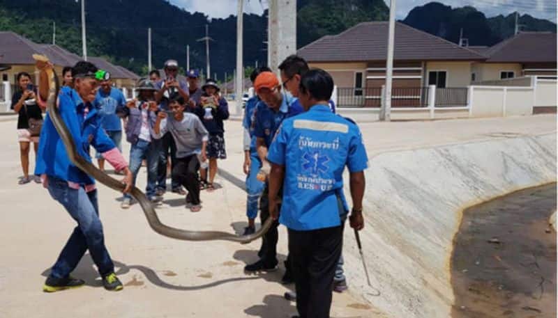 rescue team found long king cobra inside sewer