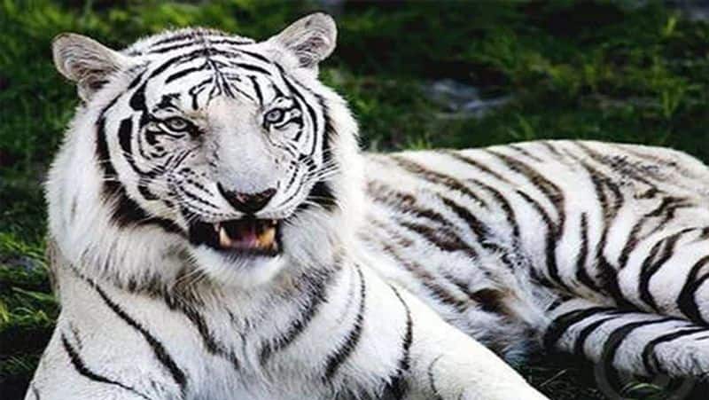 actor sivakarthikeyan adopted white tiger in vandalore zoo