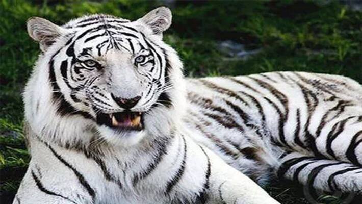 White male tiger dies due to neoplastic tumour at Hyderabad's Nehru zoological park White male tiger dies due to neoplastic tumour at Hyderabad's Nehru zoological park