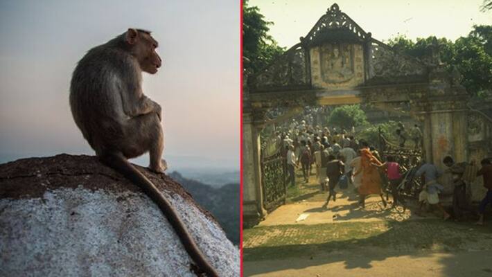 Ayodhya controversy, black monkey seeing that the judge wrote decided to open the lock of the disputed building Ayodhya controversy, black monkey seeing that the judge wrote decided to open the lock of the disputed building