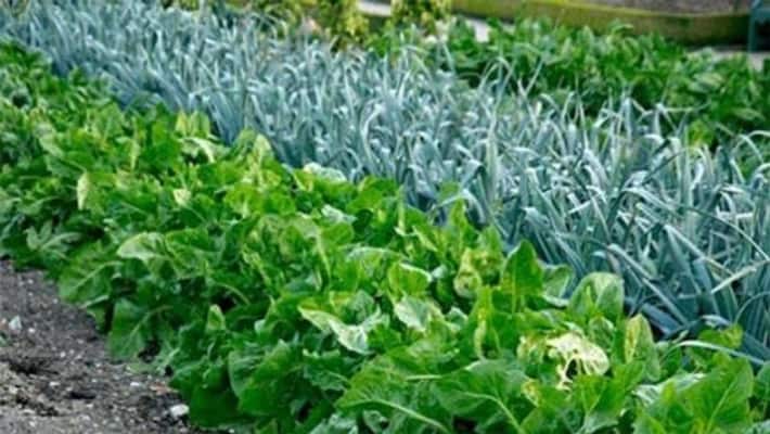 Farming will be possible on Mars and Moon, can grow these crops including tomatoes and radish Farming will be possible on Mars and Moon, can grow these crops including tomatoes and radish