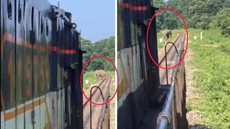 Elephant dies after being hit by a train near Coimbatore