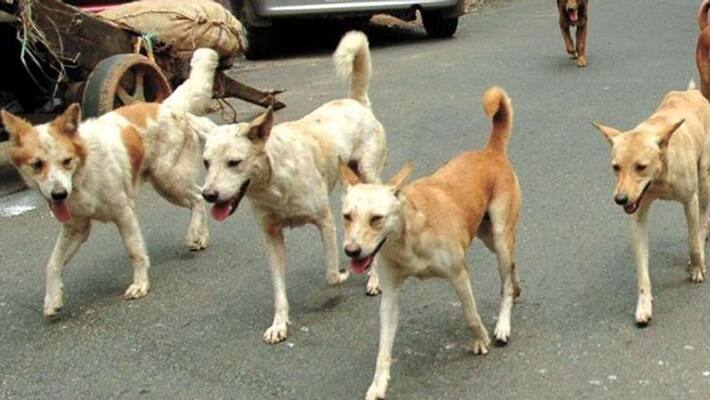 BBMP Fails To Provide Milk To Stray Dogs BBMP Fails To Provide Milk To Stray Dogs