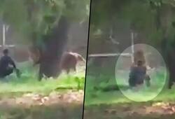 Delhi zoo: 28-year-old man falls into lion enclosure, arrested