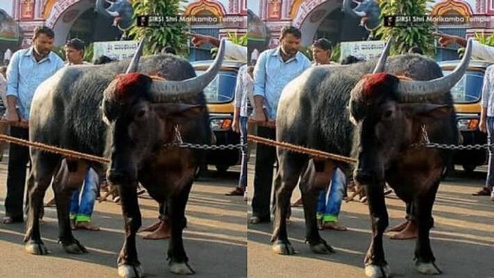 Shivamogga VS Davanagere Buffalo ownership issue turn to DNA test Shivamogga VS Davanagere Buffalo ownership issue turn to DNA test