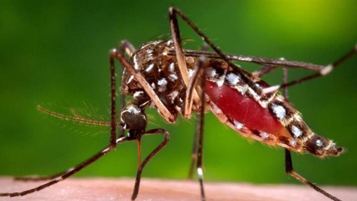 dengue fever symptoms and how to prevent dengue fever symptoms and how to prevent