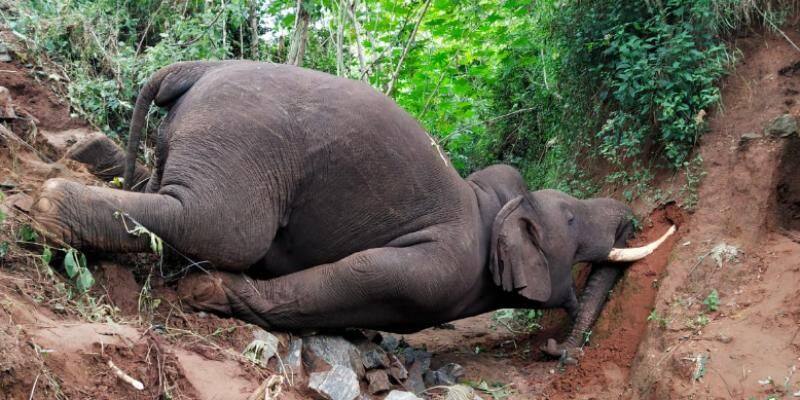 elephant trapped in electric field and died