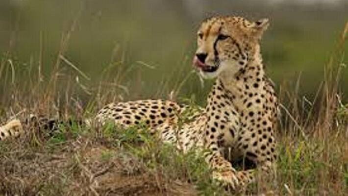 African Leopard will came to india on PM Narendra Modis 72nd birthday akb African Leopard will came to india on PM Narendra Modis 72nd birthday akb