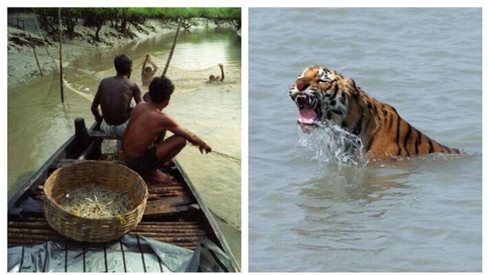 Two fishermen killed and dragged away by a tiger in Sunderbans Two fishermen killed and dragged away by a tiger in Sunderbans