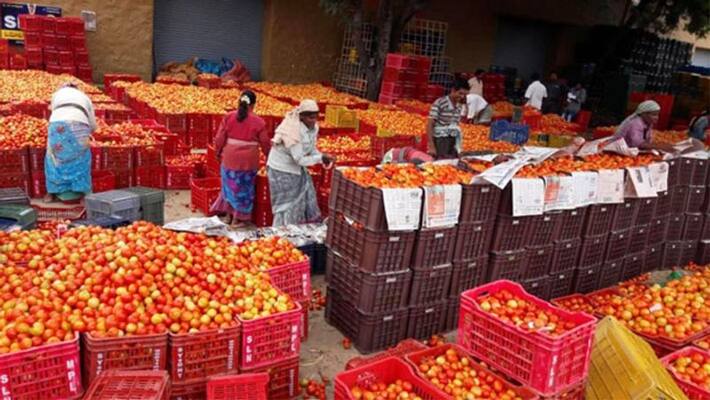 Mother diary will sell tomatoes at the cost of Rs 55 per kg Mother diary will sell tomatoes at the cost of Rs 55 per kg