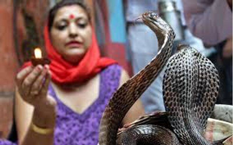 people got bitten from snakes in a festival as their belief