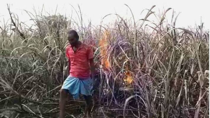 Nadia farmer sets his crops on fire out of frustration Nadia farmer sets his crops on fire out of frustration