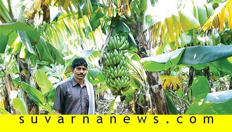 Farmers develop banana village in Gadag Hammigi