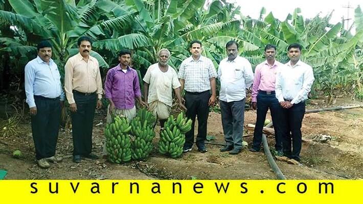 Farmers develop banana village in Gadag Hammigi Farmers develop banana village in Gadag Hammigi