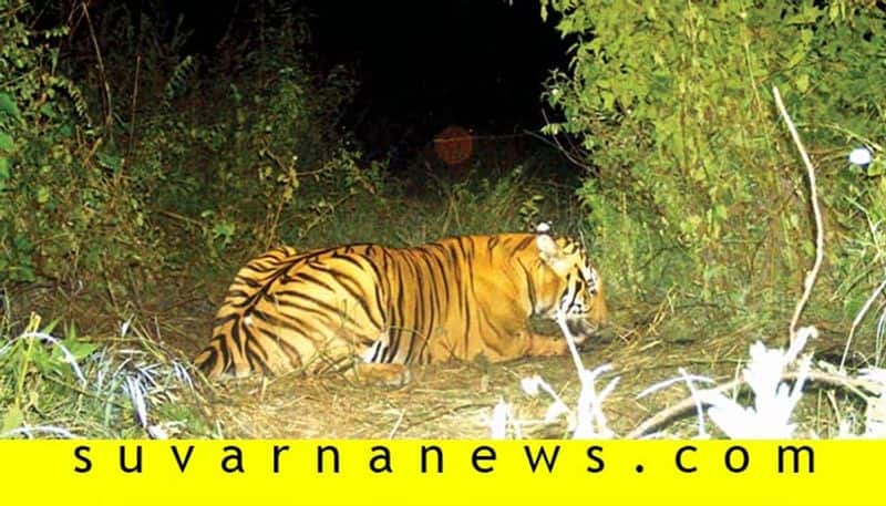 reasons why forest wild animals enter urban area and attack