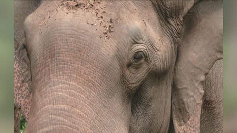 steps were taken to catch arisi raja elephant