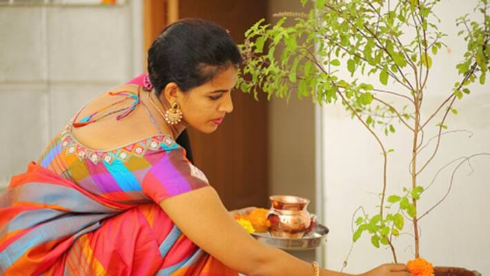 If you want to plant a Tulsi at home then must be following this rule according to vastu If you want to plant a Tulsi at home then must be following this rule according to vastu