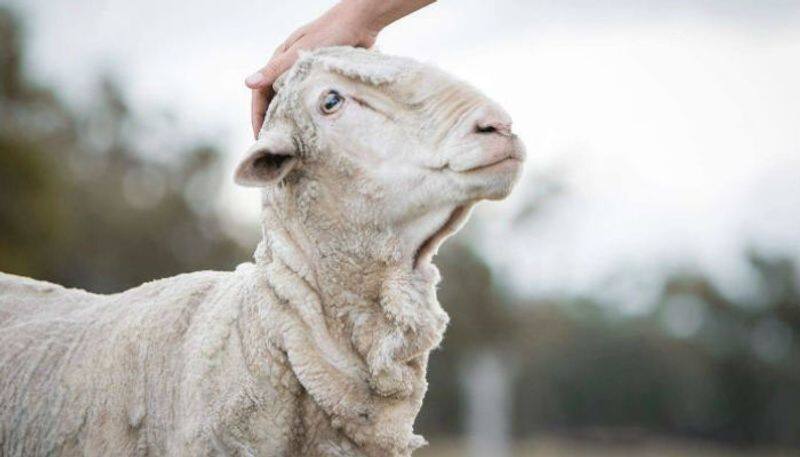 sheep famous for world record for its unusual fleece dies