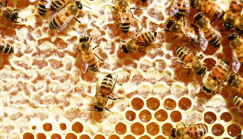Here is why you should think twice before buying honey