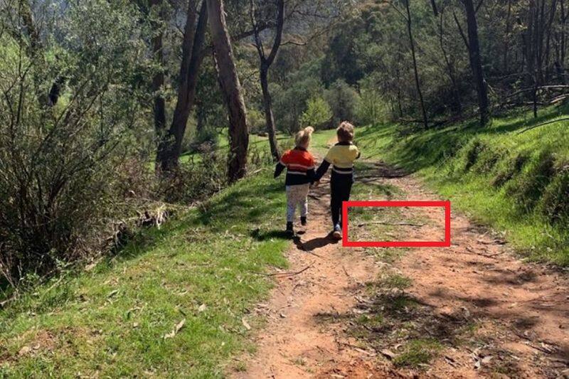 Can you Spot the Snake Hiding in Plain Sight in This Viral Photo from Australia