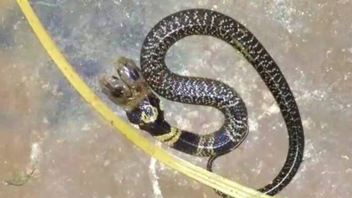 Two head snake recovered from West Midnapore Two head snake recovered from West Midnapore