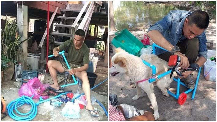 This person made wheelchair for 100 dogs This person made wheelchair for 100 dogs
