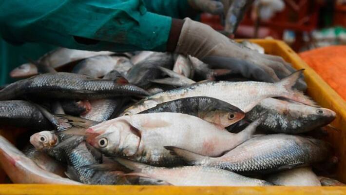 Live coronavirus found on packaging of imported frozen fish China health authority confirms pod Live coronavirus found on packaging of imported frozen fish China health authority confirms pod