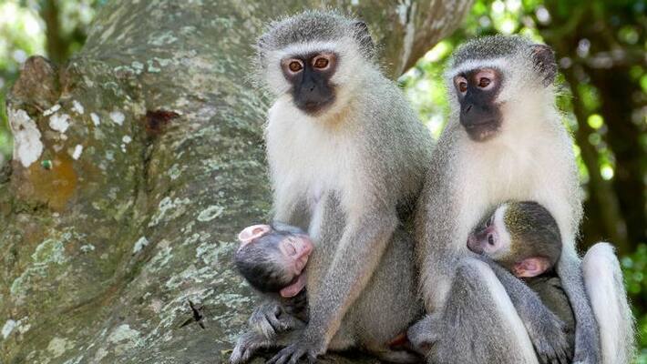 Nagodi People Opposes Monkey Park Project Nagodi People Opposes Monkey Park Project