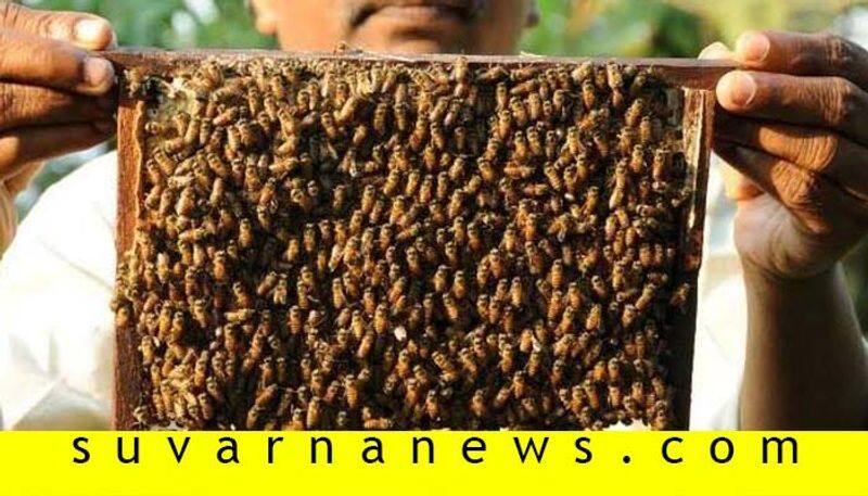 bellary farmer aravind earns lakh in Beekeeping