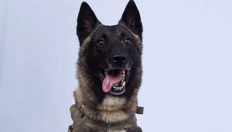 Meet the dog that helped eliminate ISIS leader Abu Bakr al-Baghdadi