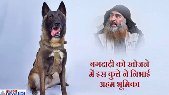 this was the dog who did a great job to capturing and killing the Leader of ISIS Abu Bakr al Baghdadi this was the dog who did a great job to capturing and killing the Leader of ISIS Abu Bakr al Baghdadi