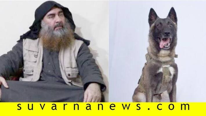 US President Donald Trump Tweets Pic Of Dog Who Chased Baghdadi US President Donald Trump Tweets Pic Of Dog Who Chased Baghdadi