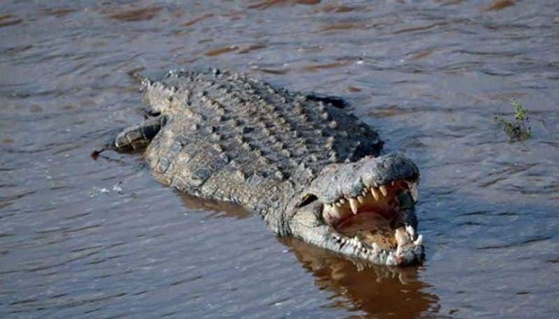 crocodile baby found in Main road at Subramanya