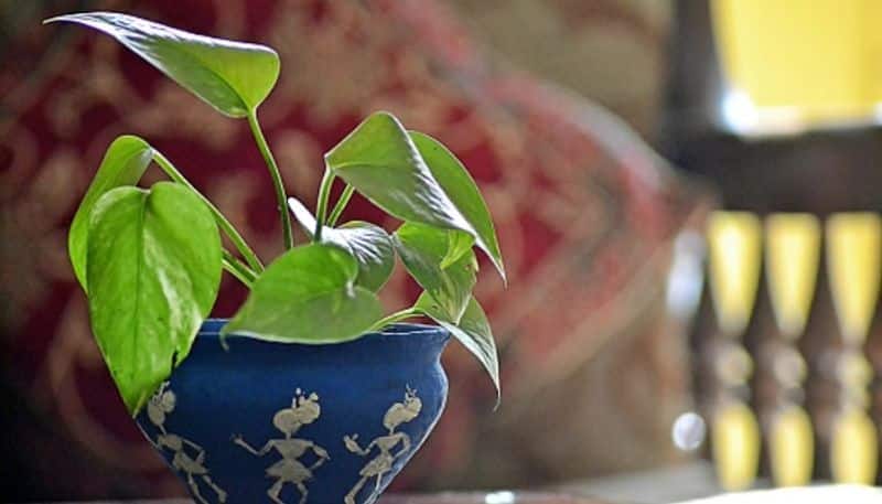 These Plants are good for home and keeps away from diseases
