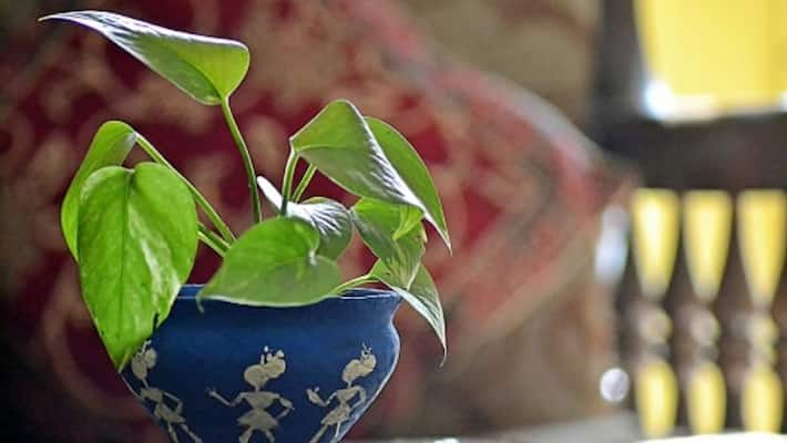 according to vastu plant trees to avoid neighbors bad attention according to vastu plant trees to avoid neighbors bad attention