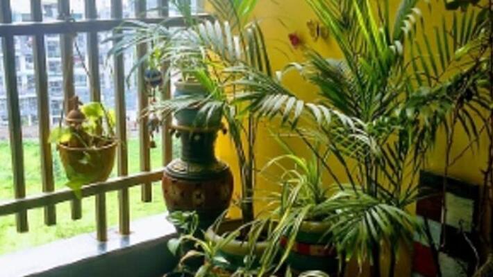 Use indoor plants to fight indoor pollution Use indoor plants to fight indoor pollution