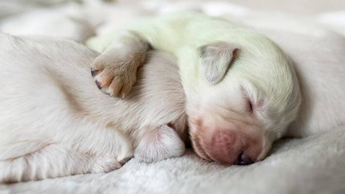 golden retriever gives birth green puppy named mojito golden retriever gives birth green puppy named mojito