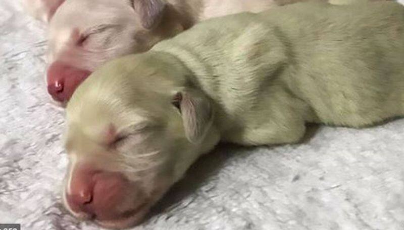 golden retriever gives birth green puppy named mojito