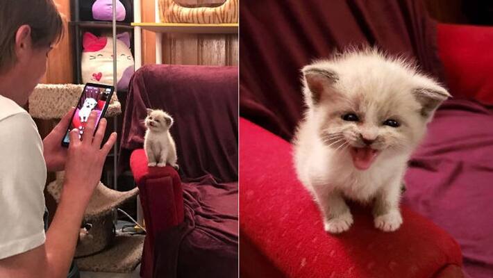 kittens adorable smile for the camera goes viral kittens adorable smile for the camera goes viral